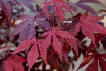 Acer palmatum 'Hess' Red Select'