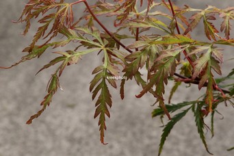 Acer palmatum 'Vic Pink'