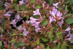 Abelia 'Abenov41' (PINK PONG)