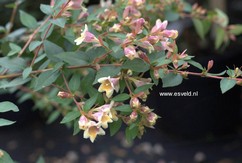 Abelia grandiflora 'Minduo1' (SUNNY CHARMS)