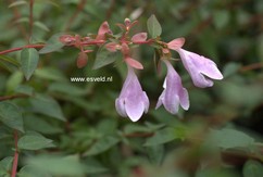 Abelia 'Lynn' (PINKY BELLS)