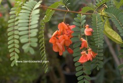 Sesbania