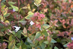 Abelia grandiflora 'Abelops02' (MYSTIC DAYDREAM)
