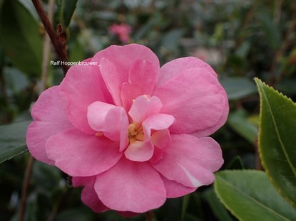 Camellia sasanqua 'Paradise Hilda'