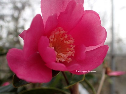 Camellia sasanqua 'Paradise Glow'