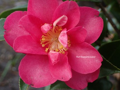 Camellia hiemalis