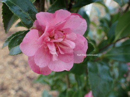 Camellia sasanqua 'Jennifer Susan'