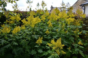 Sinacalia