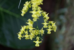 Oncidium