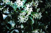 Trachelospermum
