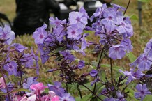 Phlox paniculata 'Blue Paradise'