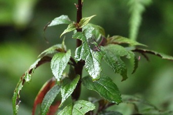 Plectranthus