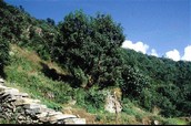 Saurauia