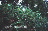 Alangium