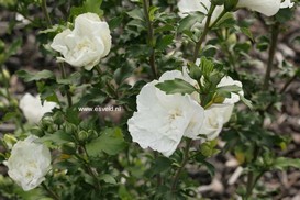 Hibiscus syriacus 'Notwood Two' (WHITE CHIFFON)