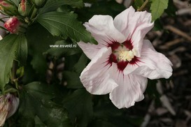 Hibiscus syriacus 'Melrose'