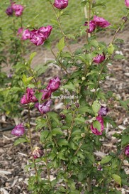 Hibiscus syriacus 'Sanchonyo' (PURPLE RUFFLES)