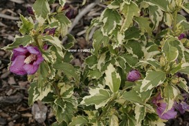 Hibiscus syriacus 'Meehanii'