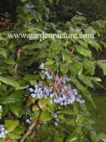 Mahonia aquifolium 'Maqu'