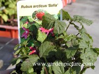 Rubus arcticus 'Sofia'
