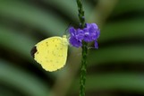 Stachytarpheta