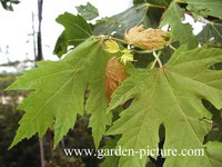 Acer rubrum 'Bowhall'