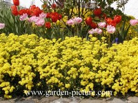 Alyssum