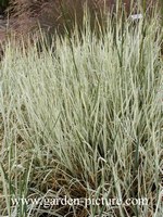 Arrhenatherum