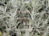 Artemisia