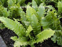 Asplenium