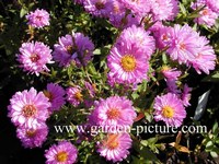 Aster