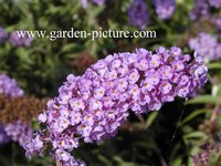 Buddleja