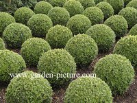 Buxus