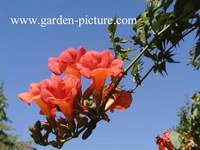 Campsis