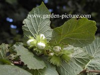 Corylus