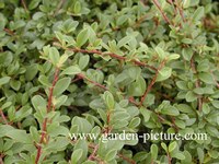 Cotoneaster radicans 'Eichholz'