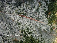 Cupressus