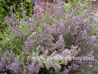 Echium