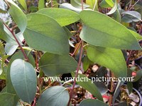 Eucalyptus