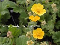 Geum