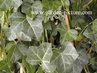 Hedera