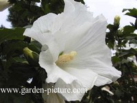 Hibiscus syriacus 'Totus Albus'