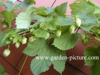 Humulus