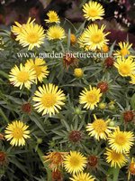 Inula