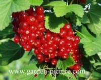 Ribes
