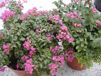 Lagerstroemia