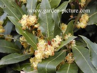 Laurus