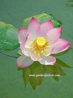 Nelumbo