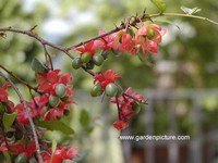 Ochna