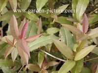 Osmanthus yunnanensis